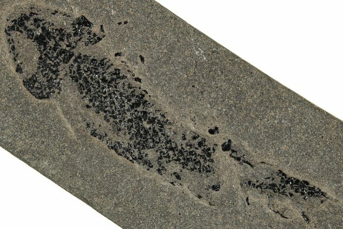 Devonian Lobed-Fin Fish (Osteolepis) Fossil - Scotland #319628